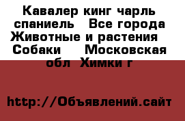 Кавалер кинг чарль спаниель - Все города Животные и растения » Собаки   . Московская обл.,Химки г.